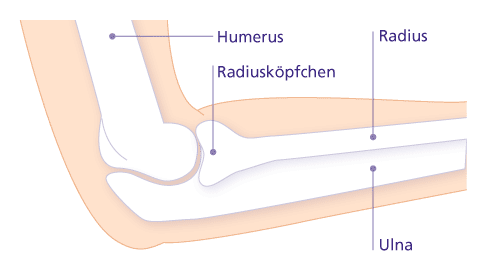 Anatomie des Unterarms mit Ulna (Elle)
