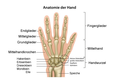 Anatomie der Hand und Handwurzelknochen