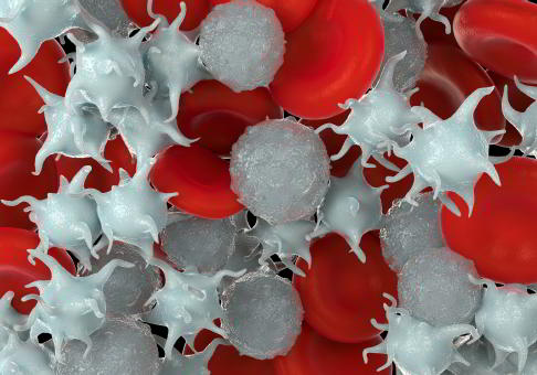 Blutzellen: Thrombozyten, Erythrozyten und Leukozyten