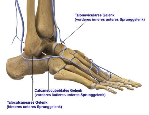 Anatomie des Fußes mit unteren Sprunggelenken