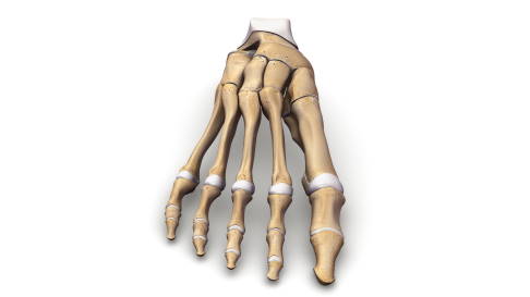 Anatomie der Fußknochen