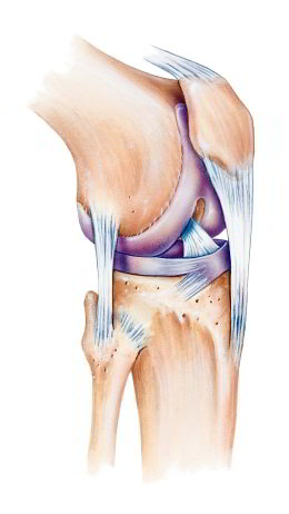 Anatomie des Kniegelenks