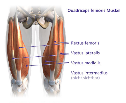 Musculus quadriceps femoris von vorn.