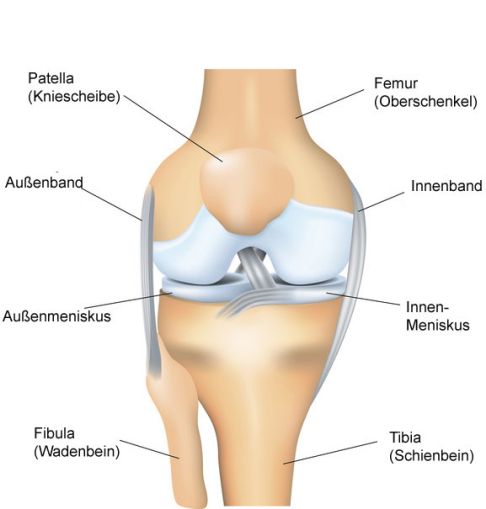 Vorderansicht der Kniegelenkanatomie: Wadenbein und Schienbein.