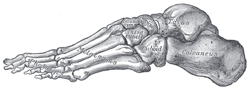 Anatomie des Fußes