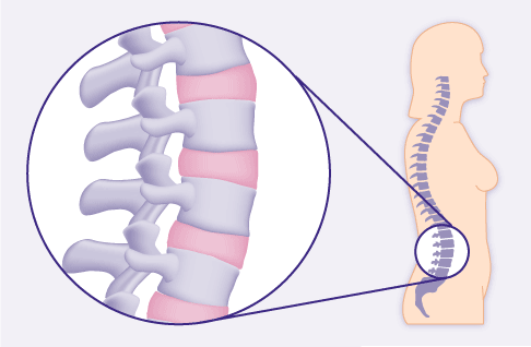 normale Anatomie der Wirbelsäule