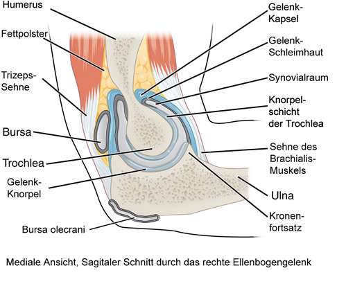 Anatomie des Ellenbogens