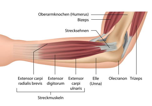 Anatomie des Ellenbogengelenks mit Olekranon