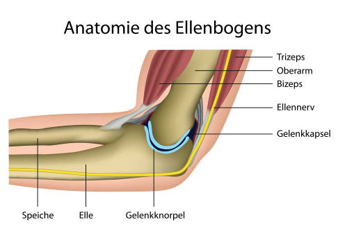 Anatomie der Elle (Ulna)