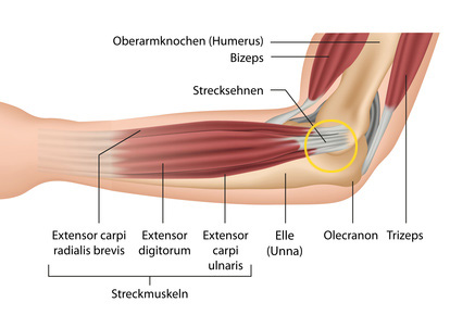Anatomie des Ellenbogens: Knochen, Muskeln, Sehnen
