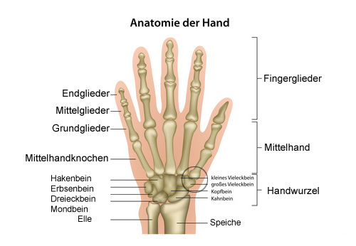 Anatomie der Hand