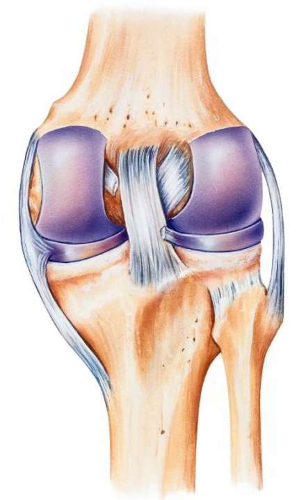 Kniegelenk: Anatomie der Bänder im Knie