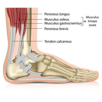 Anatomie: Achillessehne als Verbindung zwischen Fersenbein und Wadenmuskel.