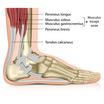 Anatomie: Achillessehne verbindet Fersenbein und Wadenmuskel.