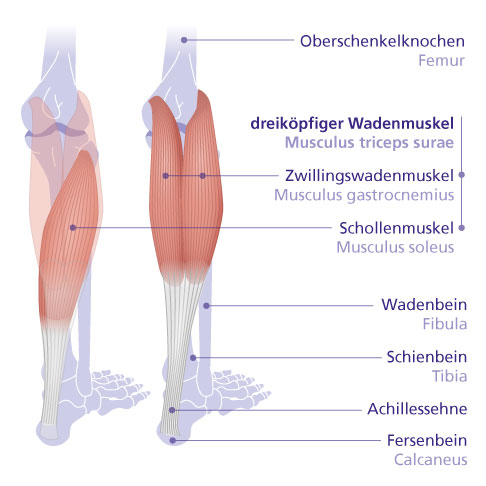 Musculus triceps surae (dreiköpfiger Wadenmuskel)