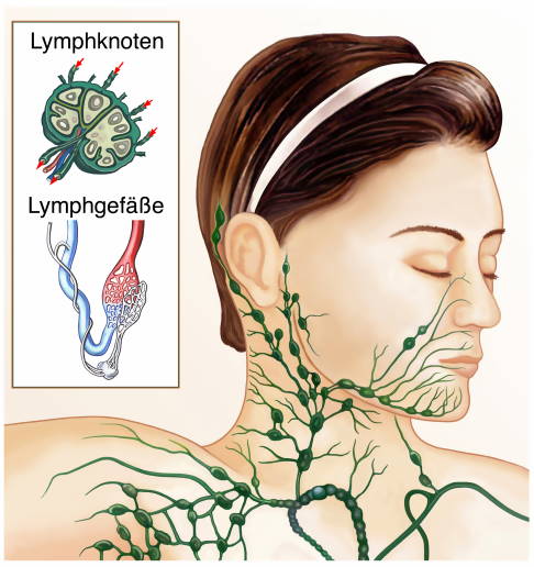 Anatomie des Lymphsystems mit Lymphgefäßen und Lymphknoten