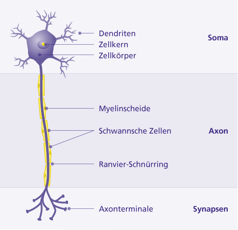 Anatomie einer Nervenzelle mit Nervenendigung