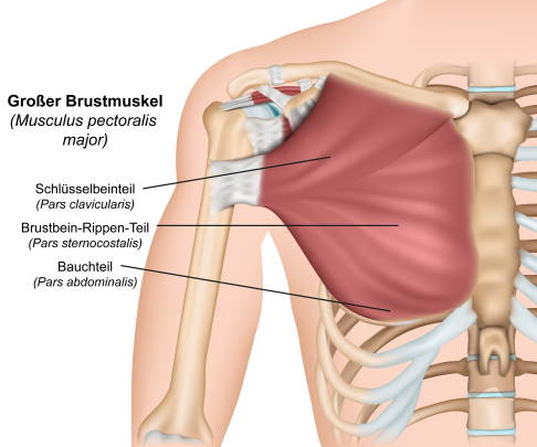 Musculus pectoralis major (großer Brustmuskel)