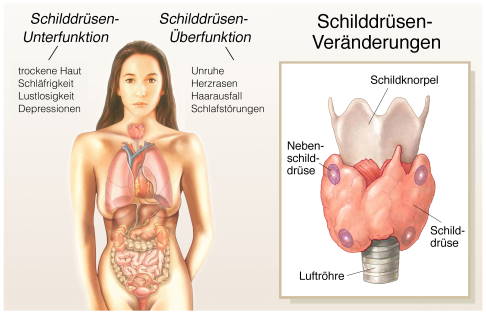 Schilddrüsenveränderungen: Schilddrüsenüber- und -unterfunktion