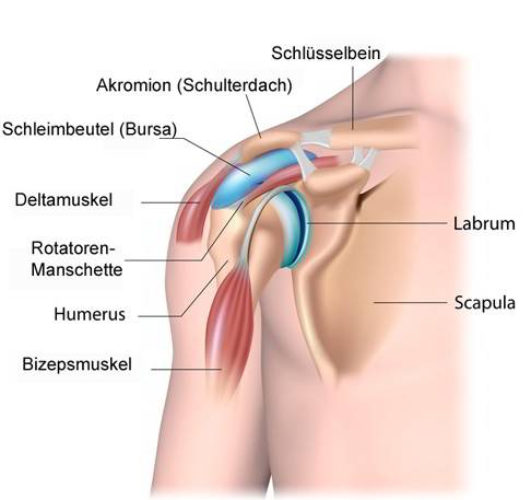 Anatomie der langen Bizepssehne: Sie verläuft fast vollständig innerhalb der Gelenkkapsel des Schultergelenks.