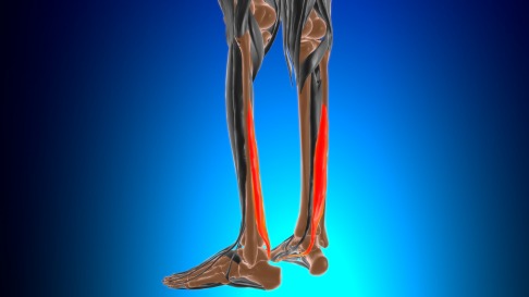 Schematische Darstellung des M. flexor hallucis longus