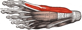 musculus abductor hallucis longus - Мышца отводящая большой палец стопы 