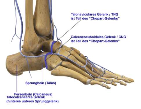 Das Talonavikulargelenk ist Teil der Chopart-Gelenklinie (blaue Linie) und gehört zum unteren Sprunggelenk. © Viewmedica Chopart-Gelenk: vordere Anteile des unteren Sprunggelenks