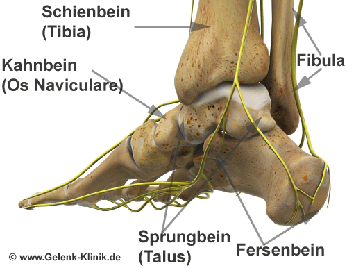 Anatomie des Fußes.