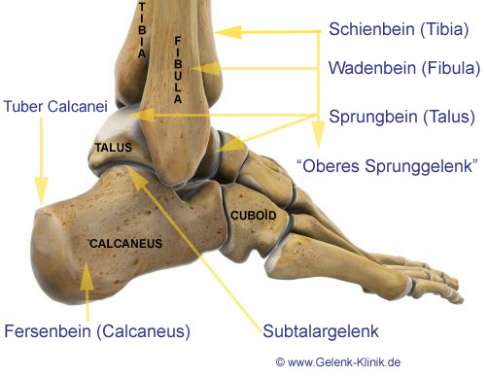 Anatomie des Fußes mit Talus (Sprungbein)