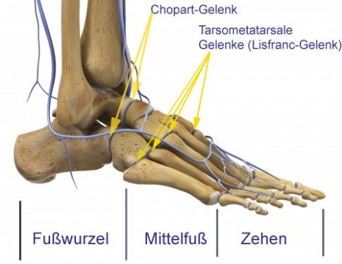 Anatomie des Fußes aus Fußwurzel und Vorfuß