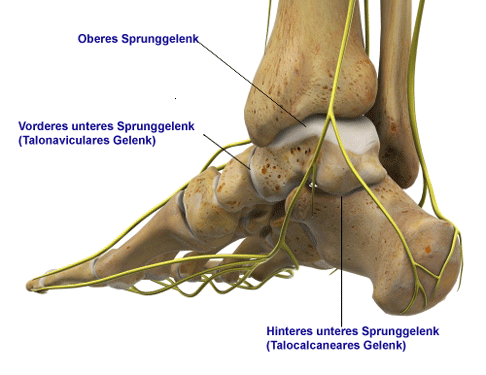 unteres Sprunggelenk von hinten