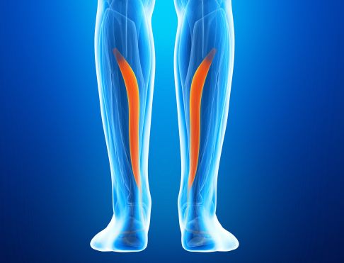 Musculus flexor digitorum longus am linken und rechten Bein