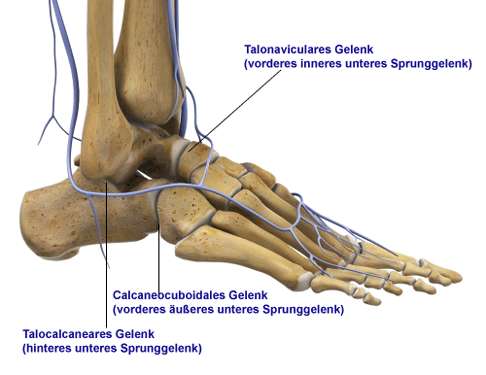 3 Komponenten des unteren Sprunggelenks