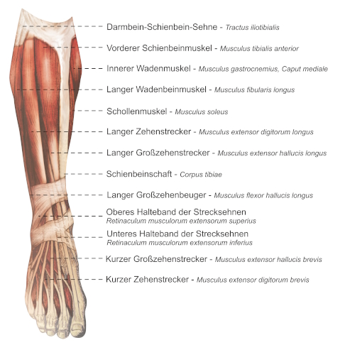 Anatomie der Fußmuskeln