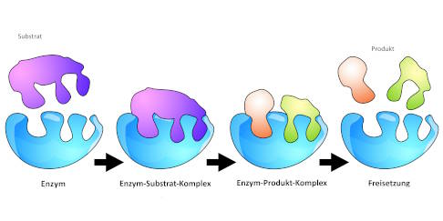 Grafik Enzymreaktion