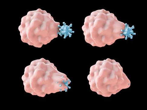 Makrophage, die ein Bakterium beseitigt