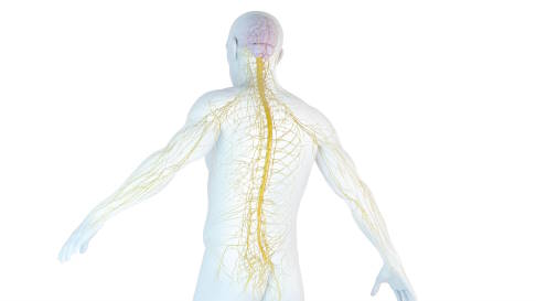 menschliches Nervensystem