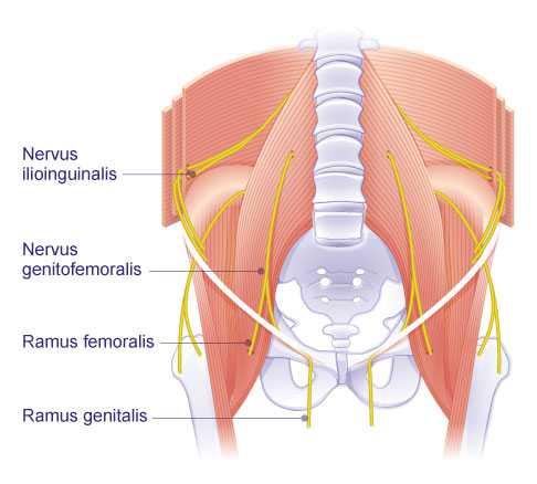 Anatomische Darstellung des Nervus ilioinguinalis und Nervus genitofemoralis mit Ramus femoralis und Ramus genitalis im Leistenbereich des Menschen