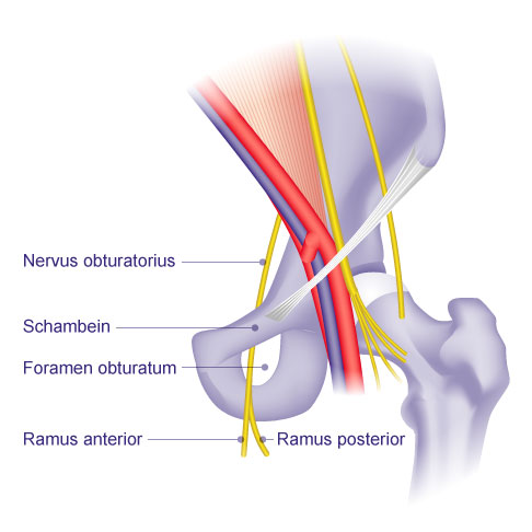 Darstellung des Nervus obturatorius beim Durchtritt durch das Foramen obturatum am Schambein (Os pubis) mit Aufteilung in Ramus anterior und posterior im Bereich der medialen Oberschenkelregion.