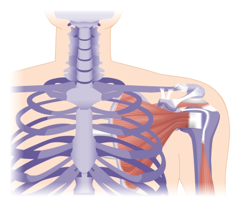 Вид спереди на вращательную манжету плеча, где видны две из четырех мышц: надостная мышца (вверху) и подлопаточаня мышца (внизу). © logo3in1, Adobe