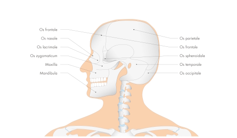 Anatomie Schädelknochen