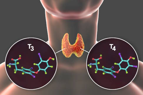 Schilddrüsenhormone T3 und T4