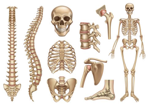 menschliche Knochen