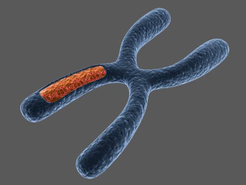 Darstellung X-Chromosom
