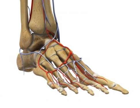 Durchblutung des Fußes