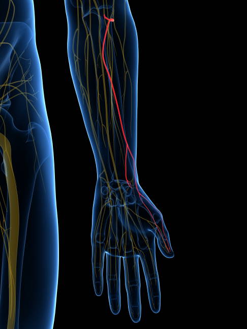 Anatomie: Verlauf des Nervus radialis