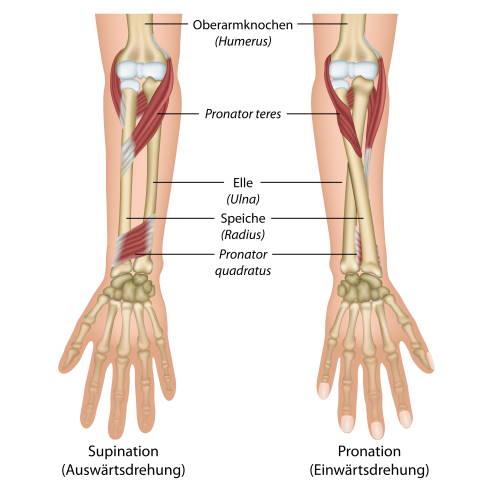 Anatomie des Unterarms und der Hand