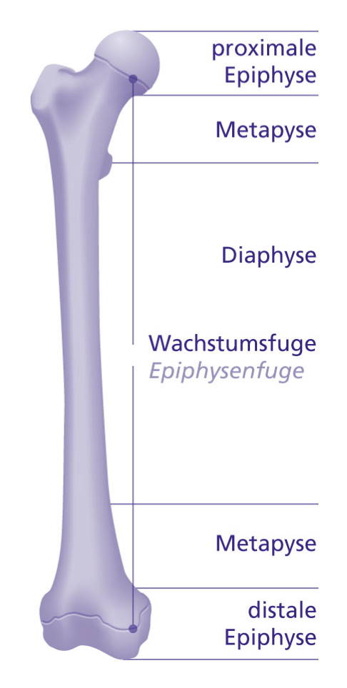 Anatomie des Knochens mit Diaphyse, Metaphyse und Epiphyse