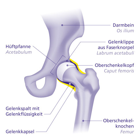 Darstellung des Hüftgelenks mit Oberschenkelkopf