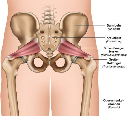 Anatomie der Beckenknochen